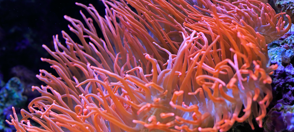 Pantone Farbe 2019: Living Coral