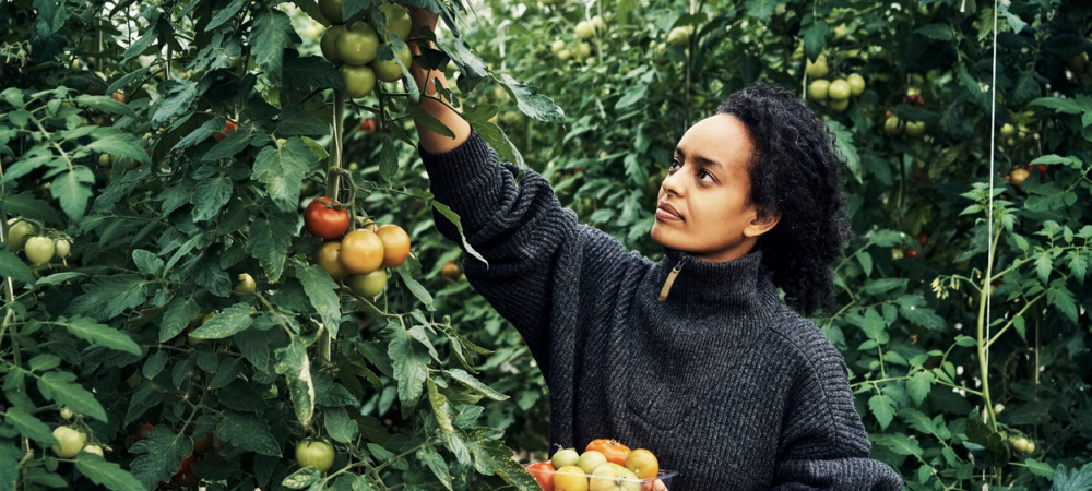 Frau steht zwischen grünen Sträuchern und erntet Tomaten