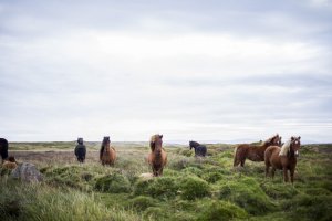 Islandpferde-Herde