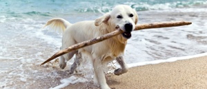 Hund mit Stock im Meer