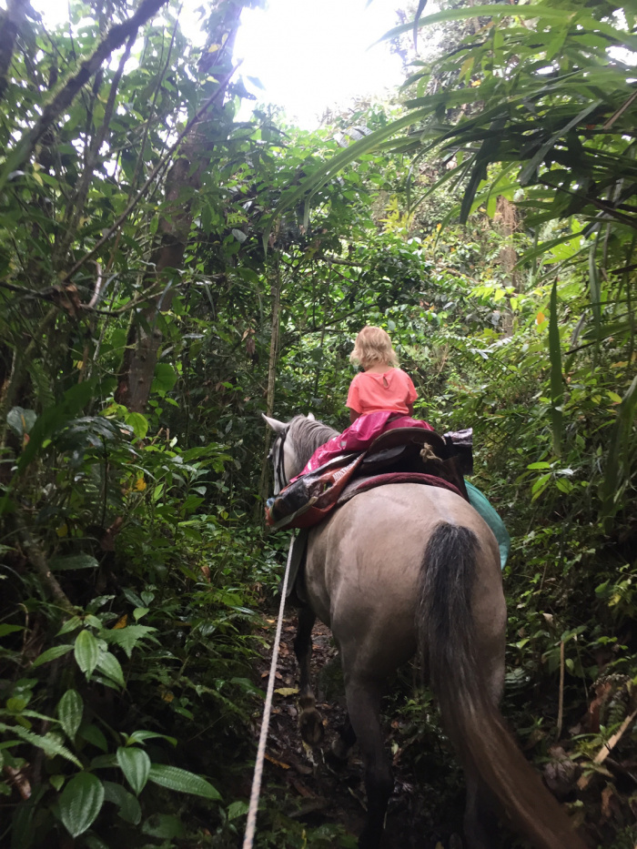 Kolumbien: Pferd