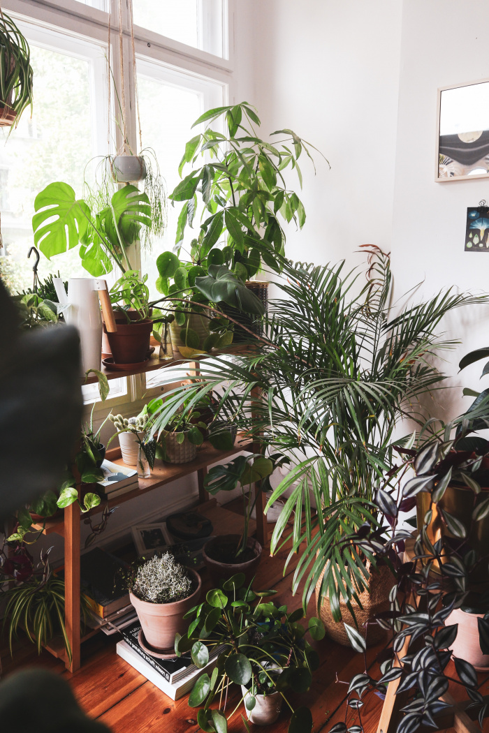 Urban Jungle – Pflanzen für dunkle Räume
