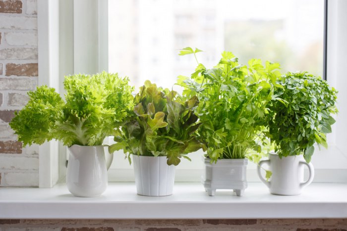 Salate lassen sich auf der Fensterbank anpflanzen