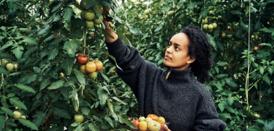 Frau steht zwischen grünen Sträuchern und erntet Tomaten
