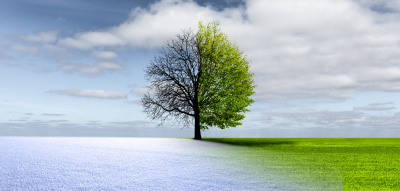 Baum im Winter und Sommer