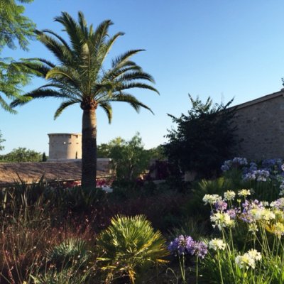Mallorca: Palme