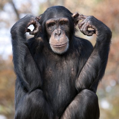 Schimpanse steckt sich die Finger in die Ohren