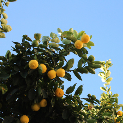 Zitronenbaum vor blauem Himmel