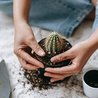 Frau pflanzt Kaktus ein